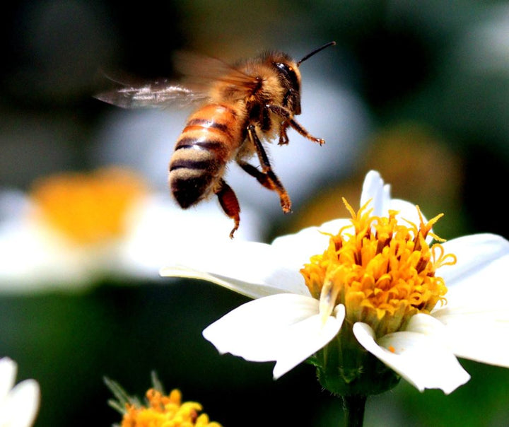 Comment aider les abeilles et autres insectes pollinisateurs