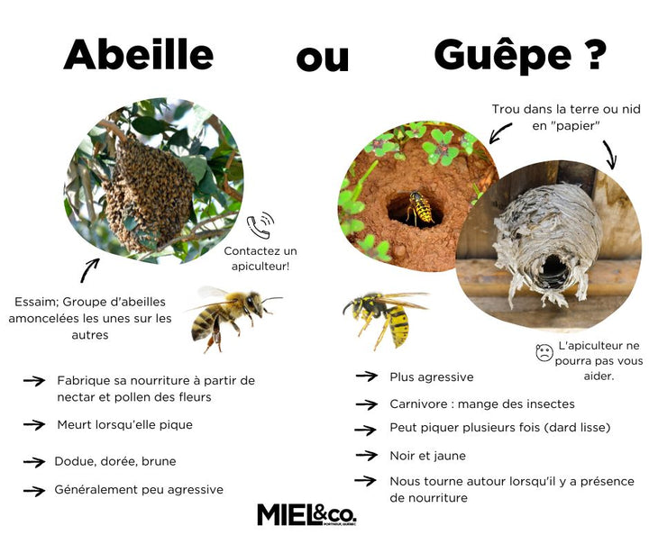 Comment Différencier les Guêpes et les Abeilles