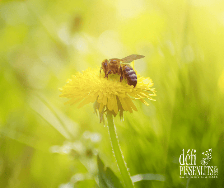 Je suis une abeille et j’ai un message pour toi en cette journée de la Terre. - Miel & Co