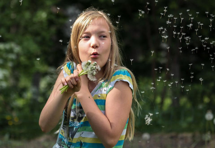 Non, les aigrettes de pissenlits ne causent pas d'allergies! - Miel & Co