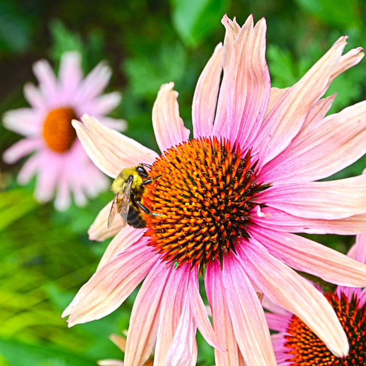 Planter des fleurs pour aider les abeilles - Miel & Co