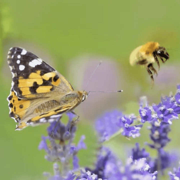 Pourquoi avons-nous besoin des abeilles? - Miel & Co