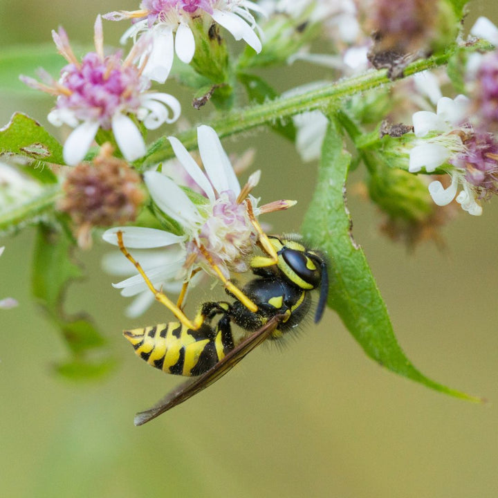 Quels sont les insectes pollinisateurs? - Miel & Co